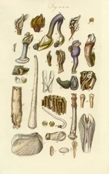 Manuale Conchologico Tavola 2. Cirripedi e altre conchiglie